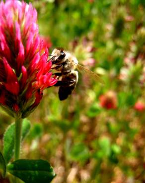 Fotografia 3 da espécie Trifolium incarnatum no Jardim Botânico UTAD