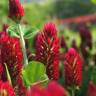 Fotografia 5 da espécie Trifolium incarnatum do Jardim Botânico UTAD