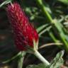 Fotografia 6 da espécie Trifolium incarnatum do Jardim Botânico UTAD