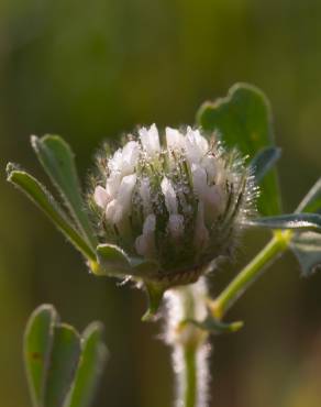 Fotografia 3 da espécie Trifolium cherleri no Jardim Botânico UTAD