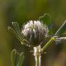 Fotografia 3 da espécie Trifolium cherleri do Jardim Botânico UTAD