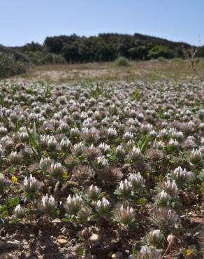 Fotografia 4 da espécie Trifolium cherleri no Jardim Botânico UTAD