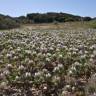 Fotografia 4 da espécie Trifolium cherleri do Jardim Botânico UTAD