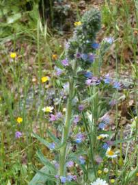 Fotografia da espécie Echium lusitanicum subesp. lusitanicum