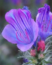 Fotografia da espécie Echium plantagineum