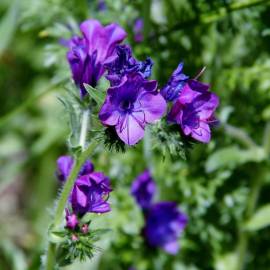 Fotografia da espécie Echium plantagineum