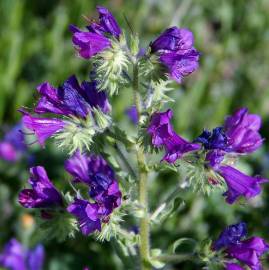 Fotografia da espécie Echium plantagineum