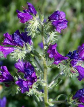 Fotografia 5 da espécie Echium plantagineum no Jardim Botânico UTAD