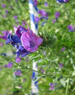 Fotografia 6 da espécie Echium plantagineum no Jardim Botânico UTAD