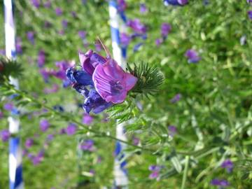 Fotografia da espécie Echium plantagineum