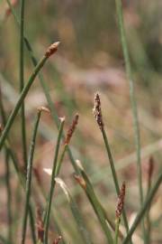 Fotografia da espécie Eleocharis palustris subesp. palustris