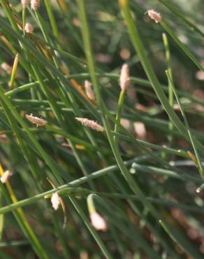 Fotografia 3 da espécie Eleocharis palustris subesp. palustris no Jardim Botânico UTAD