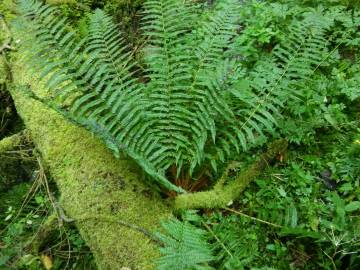 Fotografia da espécie Dryopteris affinis subesp. borreri var. borreri