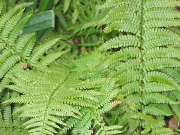 Fotografia da espécie Dryopteris affinis subesp. borreri var. borreri