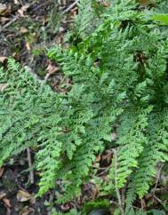 Dryopteris dilatata