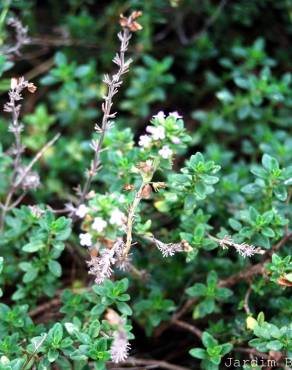 Fotografia 3 da espécie Thymus x citriodorus no Jardim Botânico UTAD