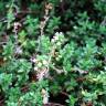 Fotografia 3 da espécie Thymus x citriodorus do Jardim Botânico UTAD