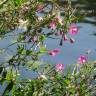 Fotografia 3 da espécie Epilobium hirsutum do Jardim Botânico UTAD