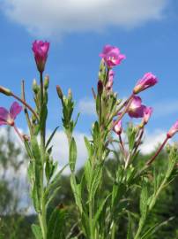 Fotografia da espécie Epilobium hirsutum