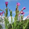 Fotografia 4 da espécie Epilobium hirsutum do Jardim Botânico UTAD