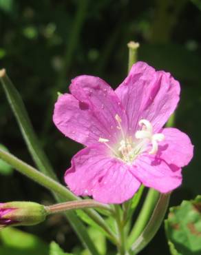 Fotografia 5 da espécie Epilobium hirsutum no Jardim Botânico UTAD