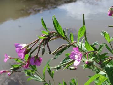 Fotografia da espécie Epilobium hirsutum