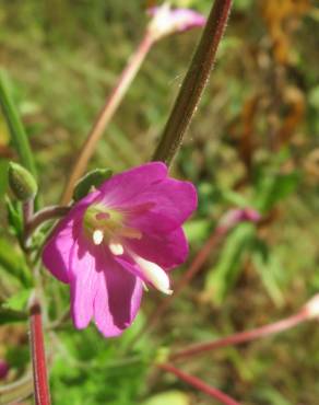 Fotografia 7 da espécie Epilobium hirsutum no Jardim Botânico UTAD