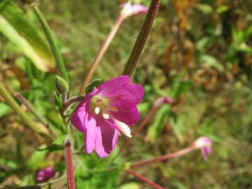 Fotografia da espécie Epilobium hirsutum