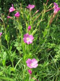 Fotografia da espécie Epilobium hirsutum