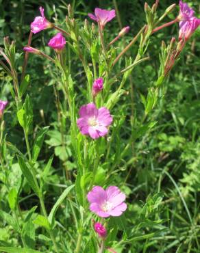 Fotografia 8 da espécie Epilobium hirsutum no Jardim Botânico UTAD