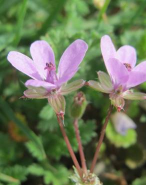 Fotografia 7 da espécie Erodium cicutarium subesp. cicutarium no Jardim Botânico UTAD