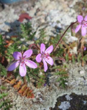 Fotografia 8 da espécie Erodium cicutarium subesp. cicutarium no Jardim Botânico UTAD