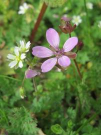 Fotografia da espécie Erodium cicutarium subesp. cicutarium