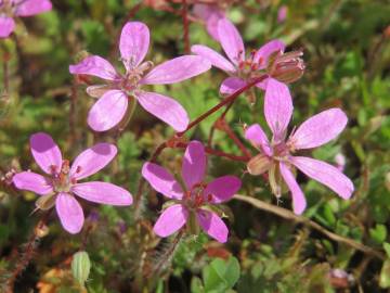 Fotografia da espécie Erodium cicutarium subesp. cicutarium