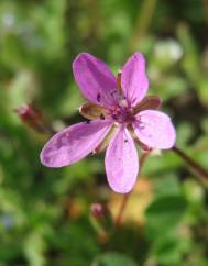 Erodium cicutarium subesp. cicutarium