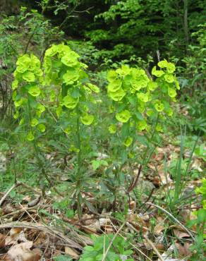 Fotografia 5 da espécie Euphorbia amygdaloides subesp. amygdaloides no Jardim Botânico UTAD