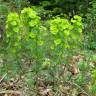 Fotografia 5 da espécie Euphorbia amygdaloides subesp. amygdaloides do Jardim Botânico UTAD