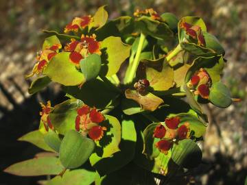 Fotografia da espécie Euphorbia oxyphylla