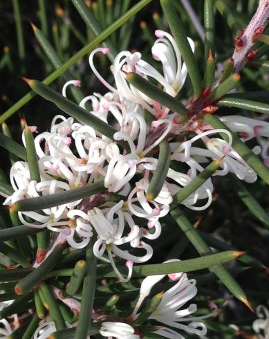 Fotografia de capa Hakea sericea - do Jardim Botânico