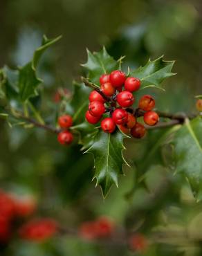 Fotografia 1 da espécie Ilex aquifolium no Jardim Botânico UTAD