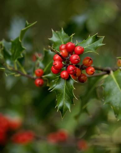 Fotografia de capa Ilex aquifolium - do Jardim Botânico