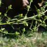 Fotografia 4 da espécie Dittrichia graveolens do Jardim Botânico UTAD
