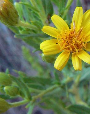 Fotografia 8 da espécie Inula viscosa no Jardim Botânico UTAD