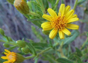 Fotografia da espécie Inula viscosa
