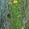 Fotografia 9 da espécie Inula viscosa do Jardim Botânico UTAD