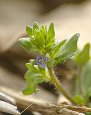 Fotografia 1 da espécie Veronica arvensis no Jardim Botânico UTAD