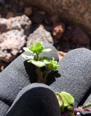 Fotografia 4 da espécie Veronica arvensis no Jardim Botânico UTAD