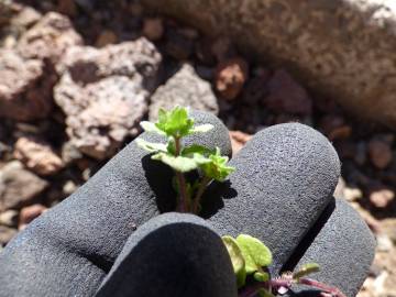 Fotografia da espécie Veronica arvensis