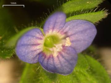 Fotografia da espécie Veronica arvensis