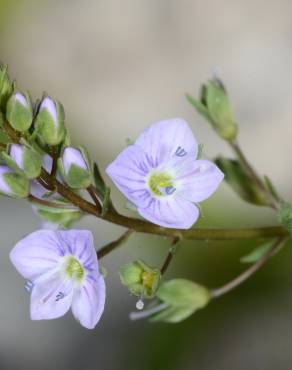 Fotografia 1 da espécie Veronica anagallis-aquatica subesp. anagallis-aquatica no Jardim Botânico UTAD